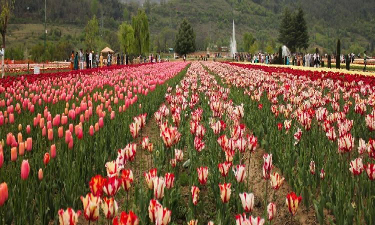 Best Travel Planner In Kashmir